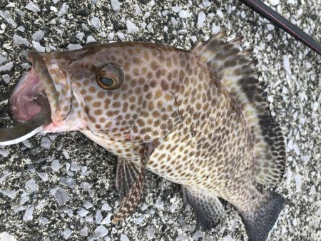 ショアジギングで根魚。