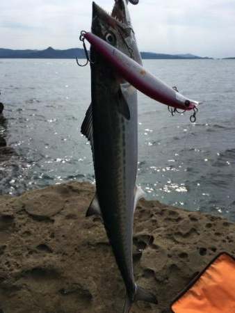 ネリゴがいない 長崎 大島周辺 長崎県 ショアジギング サワラ 陸っぱり 釣り 魚釣り 釣果情報サイト カンパリ