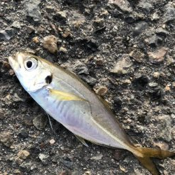 久しぶりの釣り