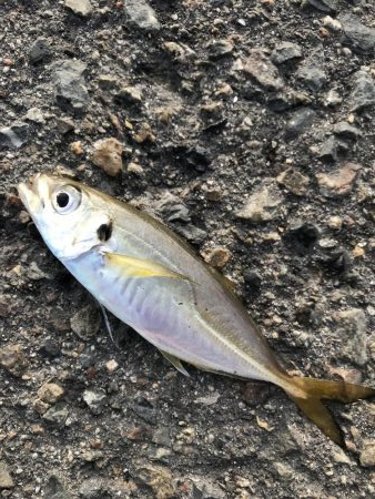 久しぶりの釣り