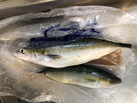 ノマセ釣り成功！