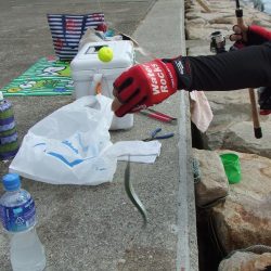 南芦屋浜は、やっぱりサヨリの聖地でした