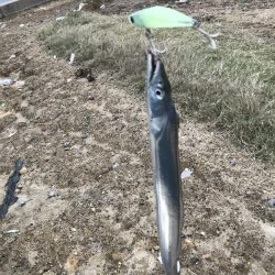 太刀魚釣り