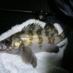 雨天の南港カモメ大橋ヘチ釣行 （キビレチヌ30ｃｍ、黒メバル釣果有り）