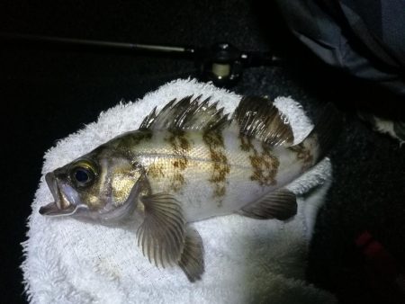 雨天の南港カモメ大橋ヘチ釣行 （キビレチヌ30ｃｍ、黒メバル釣果有り）