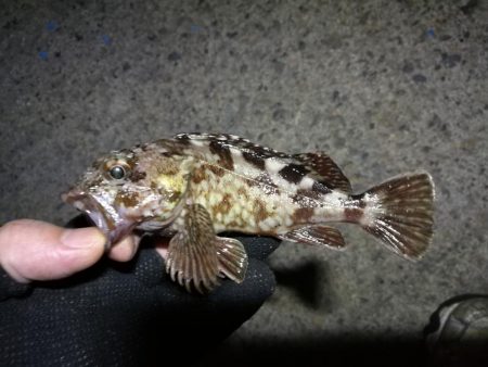 南港フェリーヘチ釣り （小キビレ、小メジナ、ガシラ 釣果有）