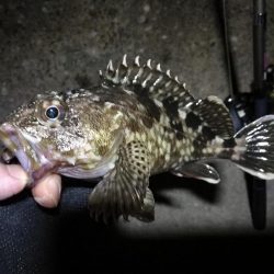 南港フェリーヘチ釣り （小キビレ、ガシラ 釣果）