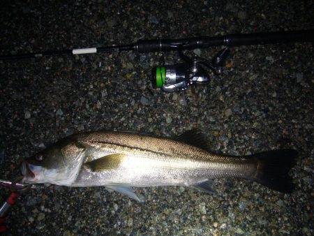 雨の中ですがシーバス狙ってきました