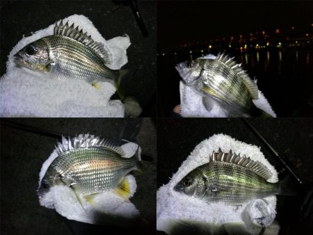 小雨の南港フェリーヘチ釣り （小真チヌ、小キビレ、良ガシラ 釣果）