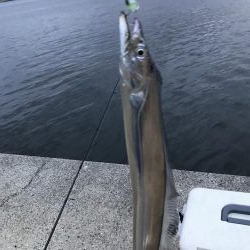 太刀魚釣り