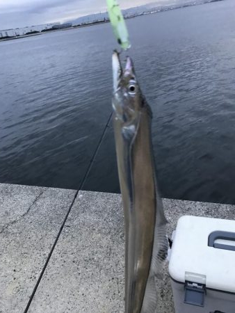 太刀魚釣り