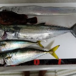 ボチボチな釣果