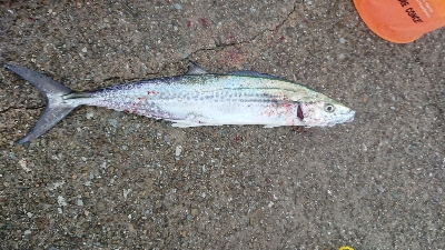 雨にも負けず