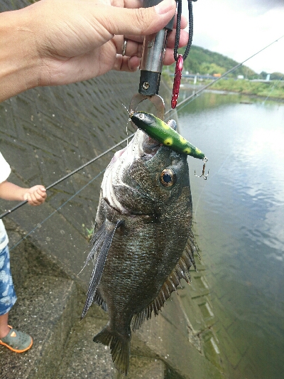 今日の釣果