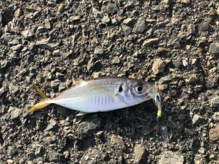 久しぶりの釣り