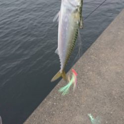 舞洲の奥の夢洲での釣り