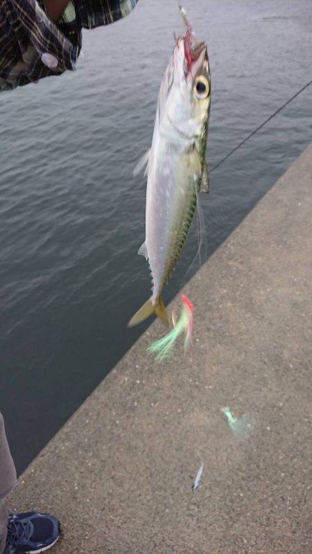 舞洲の奥の夢洲での釣り