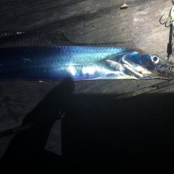 コスモスクエア台風前の太刀魚