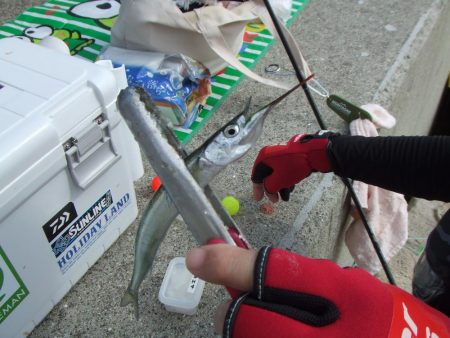 南芦屋浜は、やっぱりサヨリの聖地でした