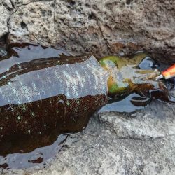 ２日連続朝練エギング