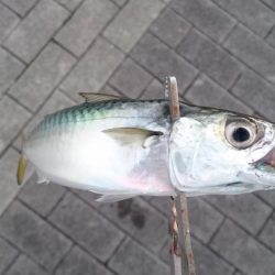 台風前にタチウオ釣行