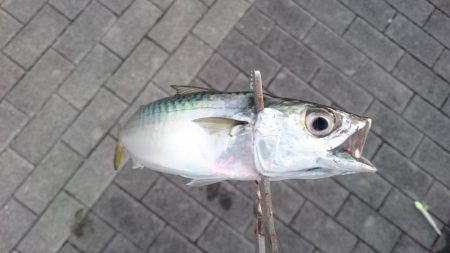 台風前にタチウオ釣行