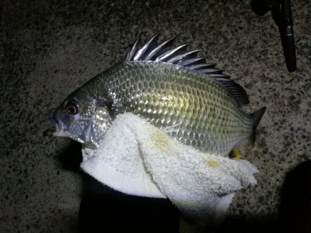 南港フェリーヘチ釣り （好釣果 小キビレ、小真チヌ 釣果あり）