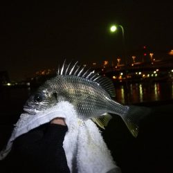 小雨の南港フェリーヘチ釣り （小真チヌ、小キビレ、良ガシラ 釣果）