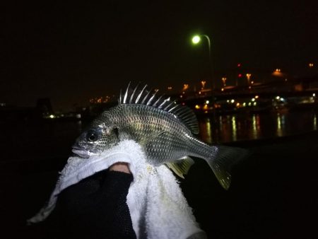 小雨の南港フェリーヘチ釣り （小真チヌ、小キビレ、良ガシラ 釣果）