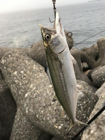 ジグにバイブ