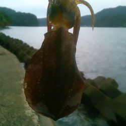 大雨後、濁り入らないボイントで