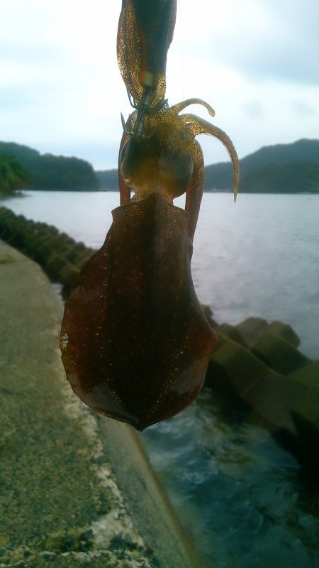 大雨後、濁り入らないボイントで