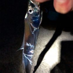 牙系の釣果