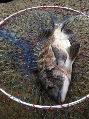 朝まずめ釣行 いい濁り