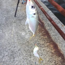 鯵入れ食い太刀魚ボチボチ