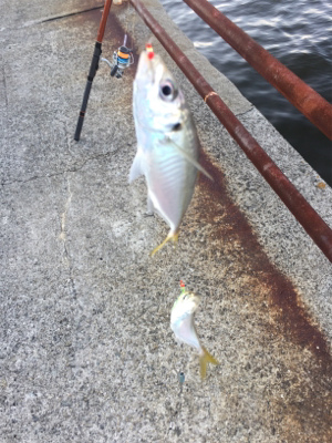 鯵入れ食い太刀魚ボチボチ