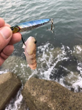 根魚