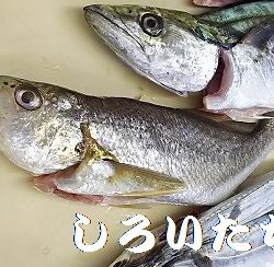 いろいろ釣れました。