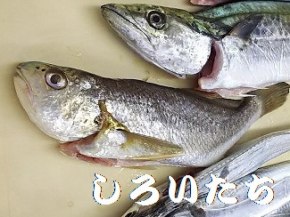 いろいろ釣れました。