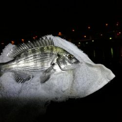 渋めの南港フェリーヘチ釣り （真チヌ、小キビレ、釣果）