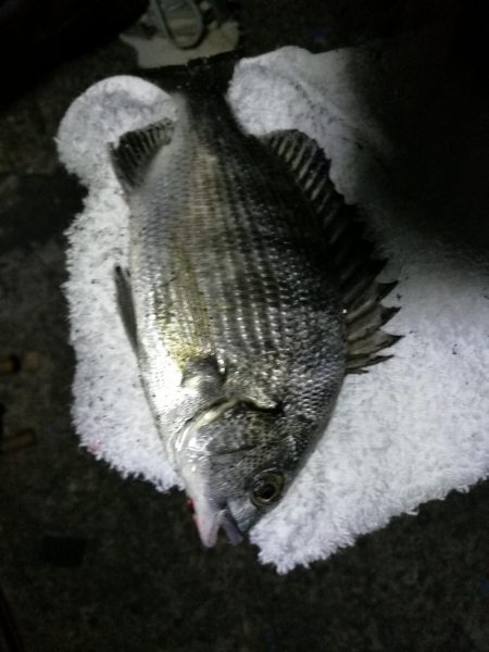 小雨の南港フェリーヘチ釣り （小真チヌ、小キビレ、良ガシラ 釣果）