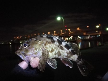 南港フェリーヘチ釣り （小キビレ、ガシラ 釣果）