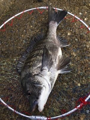 朝まずめ釣行 いい濁り