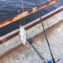 鯵入れ食い太刀魚ボチボチ