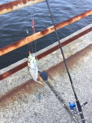 鯵入れ食い太刀魚ボチボチ