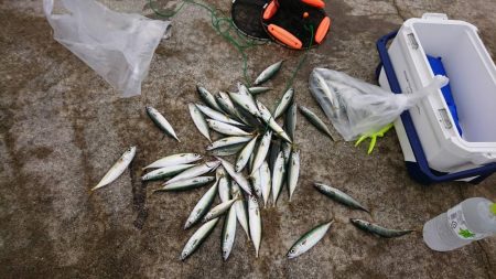 舞洲の奥の夢洲での釣り