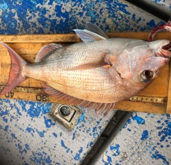 幸吉丸 釣果