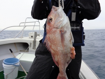 鯛紅丸 釣果