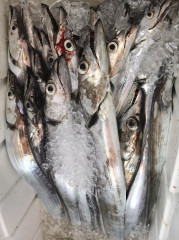 釣船 浦島太郎 釣果