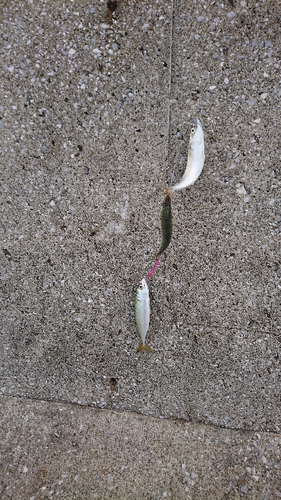 鯖と鯵とチヌ